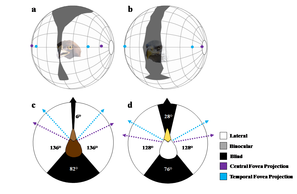 Exploring Eagle Hearing and Vision Capabilities To Reduce Risk at Wind